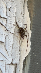 Parasteatoda tepidariorum