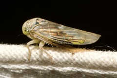 Idiocerus stigmaticalis