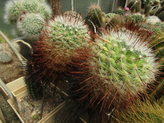 Mammillaria longiflora