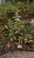 Lamiaceae