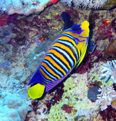 Pygoplites diacanthus