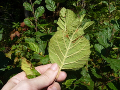 Alnus alnobetula