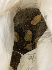 Leucocoprinus birnbaumii