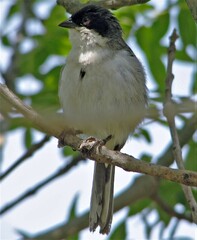 Microspingus melanoleucus