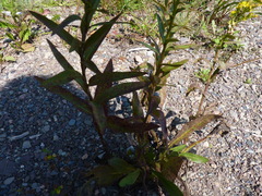 Solidago sempervirens