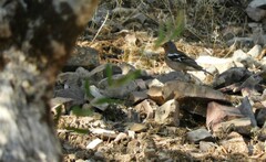 Fringilla coelebs coelebs