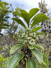 Ilex anomala