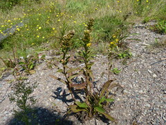 Solidago sempervirens
