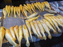 Larimichthys crocea