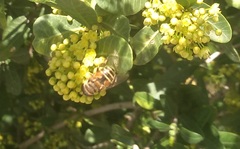 Eristalina