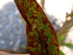 Coleosporium solidaginis