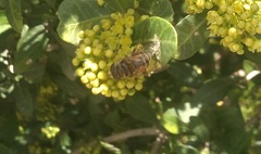 Eristalina