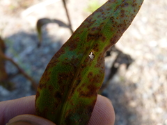 Coleosporium solidaginis