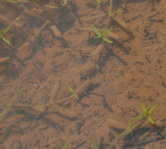 Callitriche
