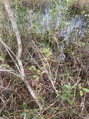 Lygodium microphyllum