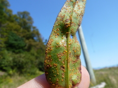 Coleosporium solidaginis