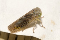 Idiocerus stigmaticalis