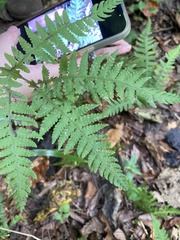 Phegopteris connectilis