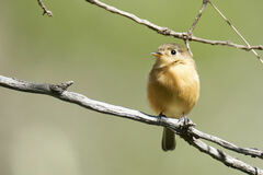 Empidonax fulvifrons