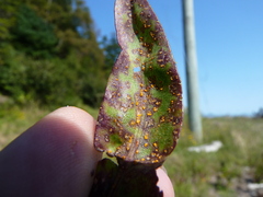 Coleosporium solidaginis