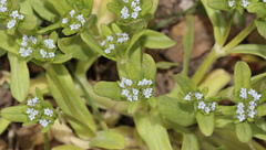 Valerianella locusta