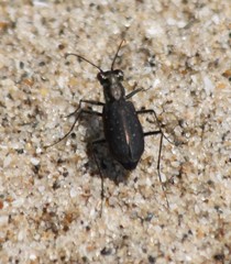 Cicindela punctulata punctulata
