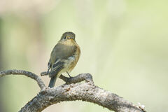 Empidonax fulvifrons