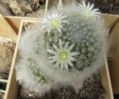 Mammillaria albicoma