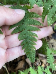 Phegopteris connectilis