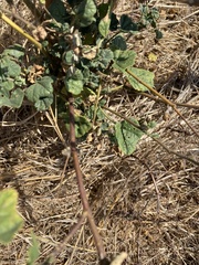 Malvella leprosa