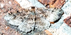 Melanolophia canadaria