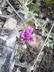 Indigofera glomerata