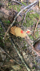 Calostoma