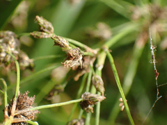 Scirpus microcarpus