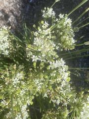 Lepidium fremontii