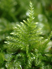 Kindbergia praelonga
