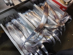 Lepturacanthus savala