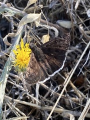 Erynnis tristis