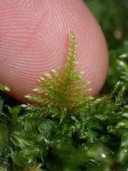 Kindbergia praelonga