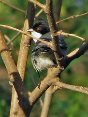Microspingus melanoleucus
