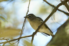 Vireo plumbeus