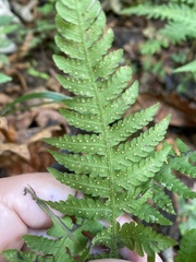 Phegopteris connectilis
