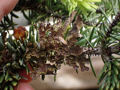 Pseudocyphellaria