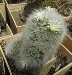 Mammillaria albicoma