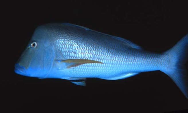 Scotsman Seabream