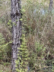 Lygodium microphyllum