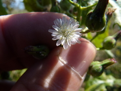 Lactuca biennis