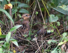 Colinus virginianus