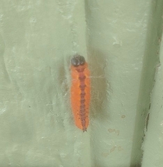 Acronicta thoracica