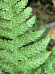 Phegopteris connectilis